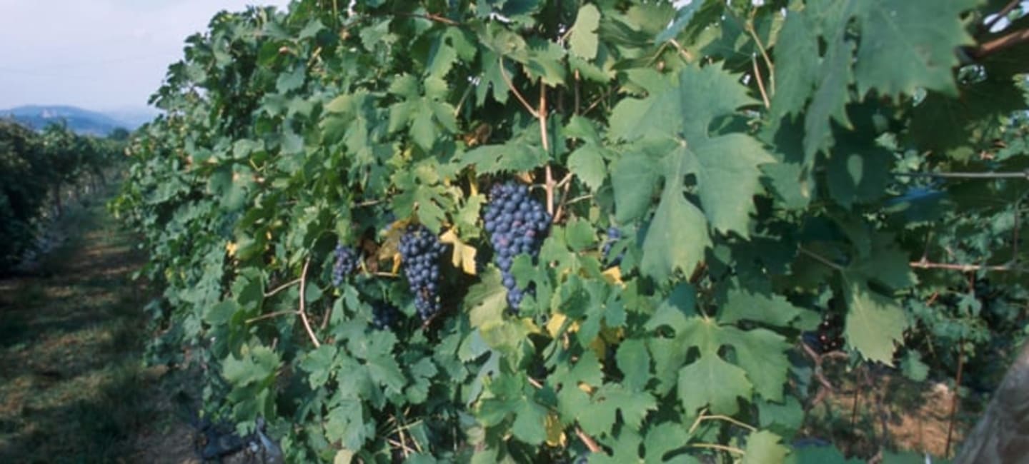 Italia - viinin ja ruoan unelmaliitto