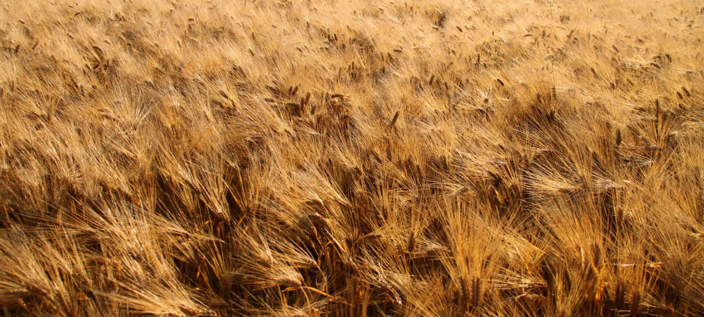 Koskenkorvan kylä ohrapelto