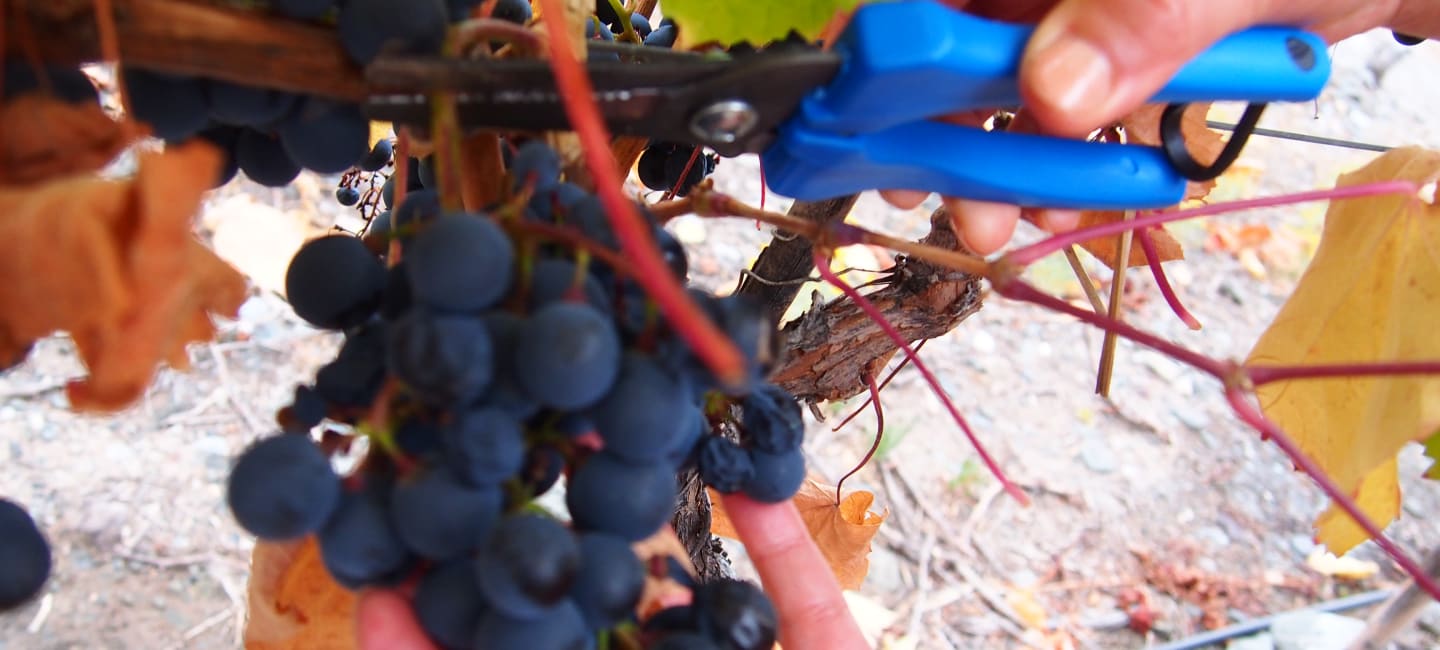 Finca las moras sadonkorjuu
