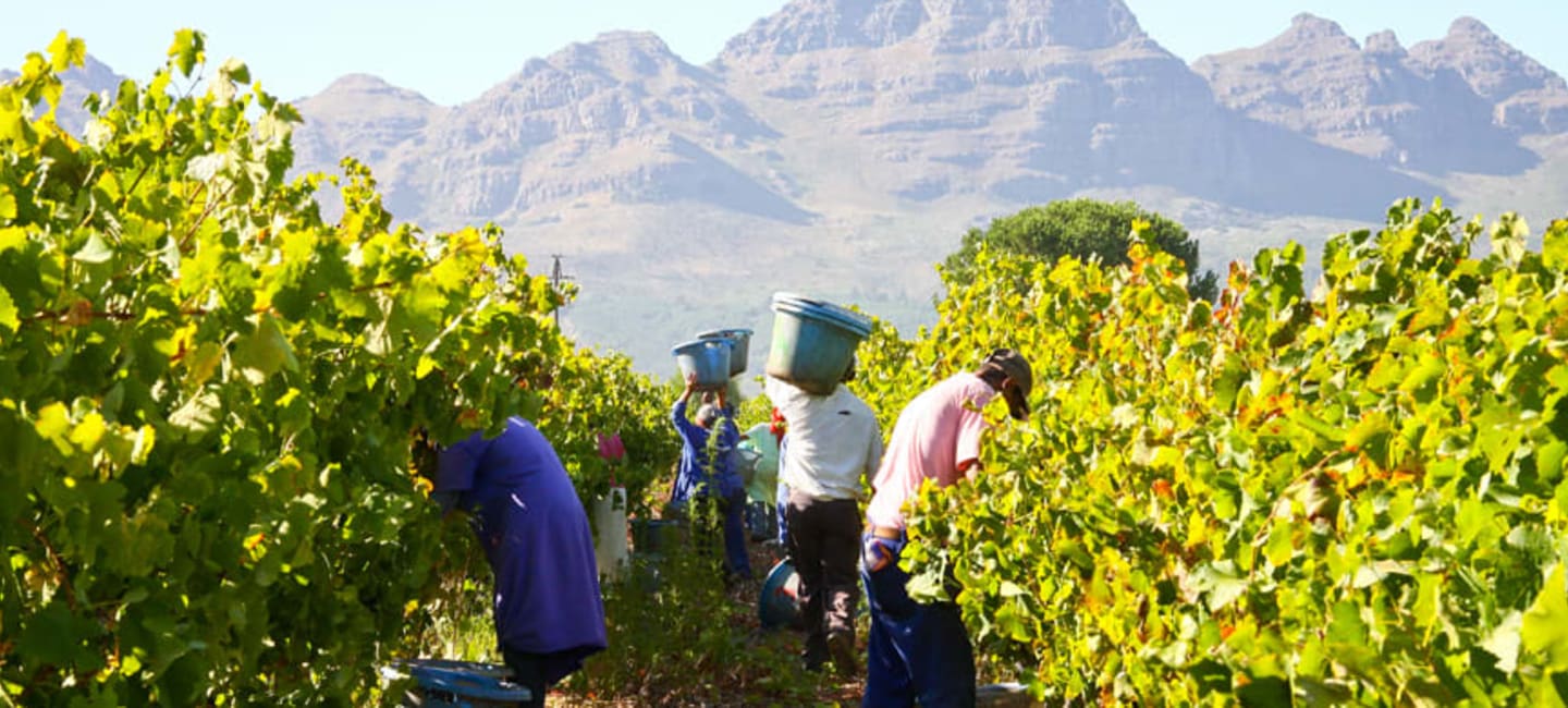 Distell South Africa