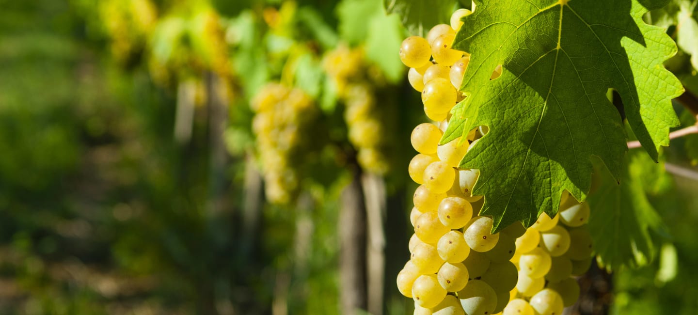 Riesling-viinirypäleitä