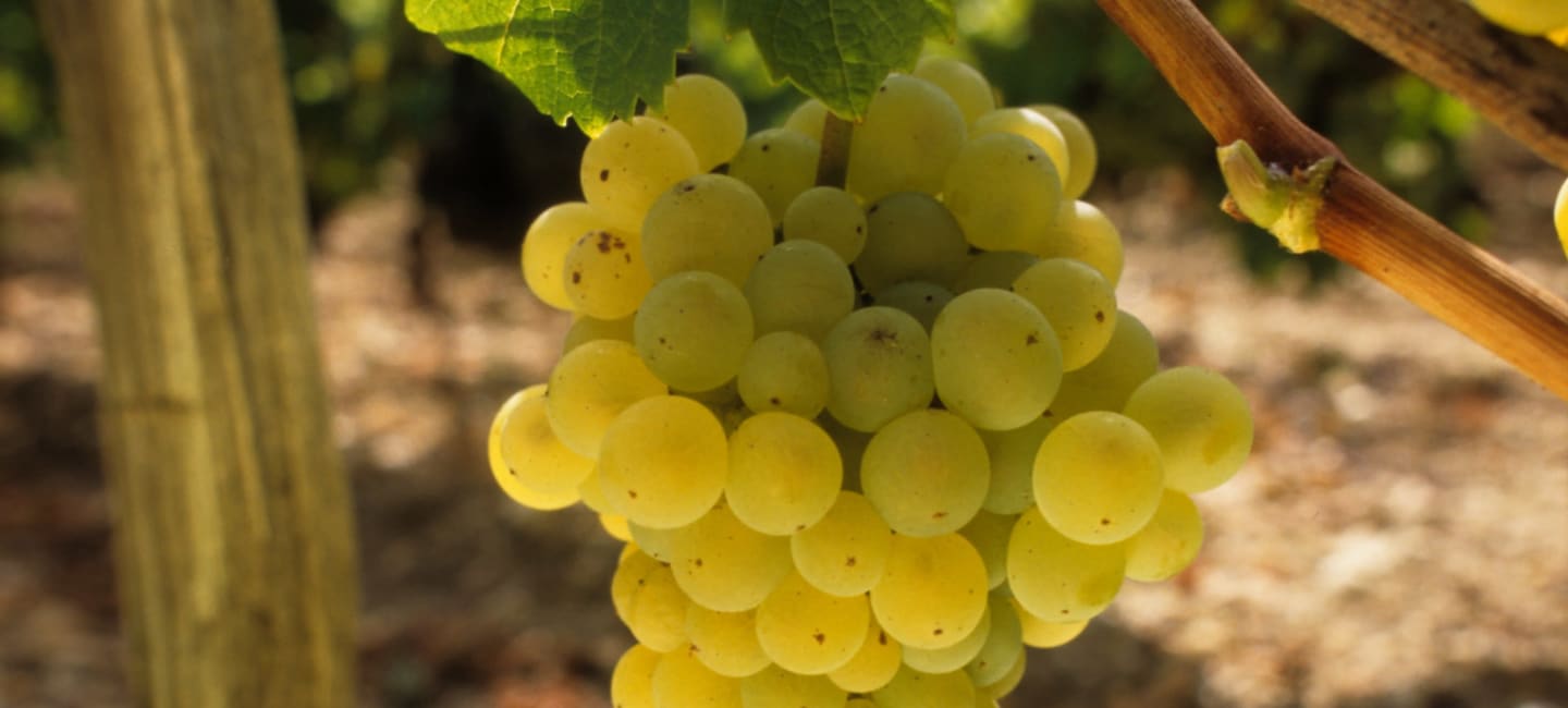 Sauvignon Blanc - raikas ja monipuolinen rypälelaji