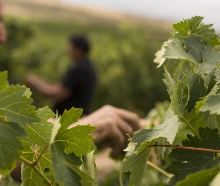 Bodegas Faustino - leaves