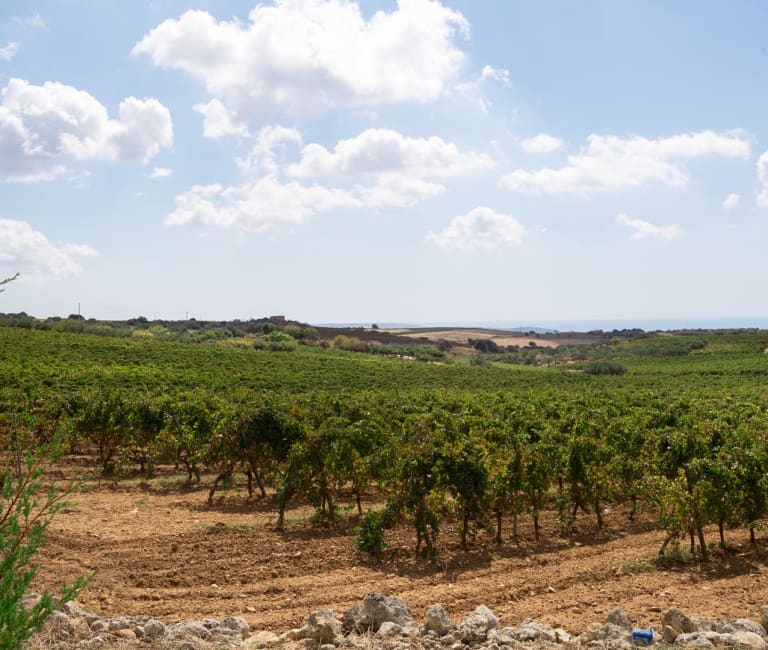 Cantine Settesoli -viinitila