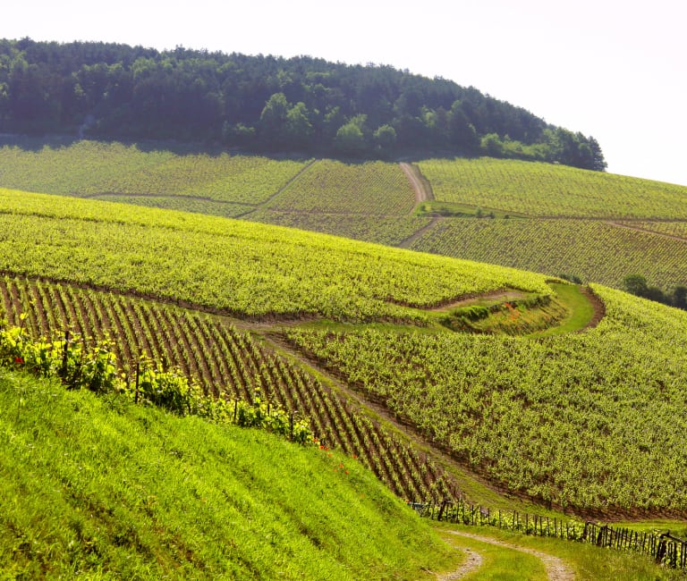 Laroche Chablis Grand Cru -rinne