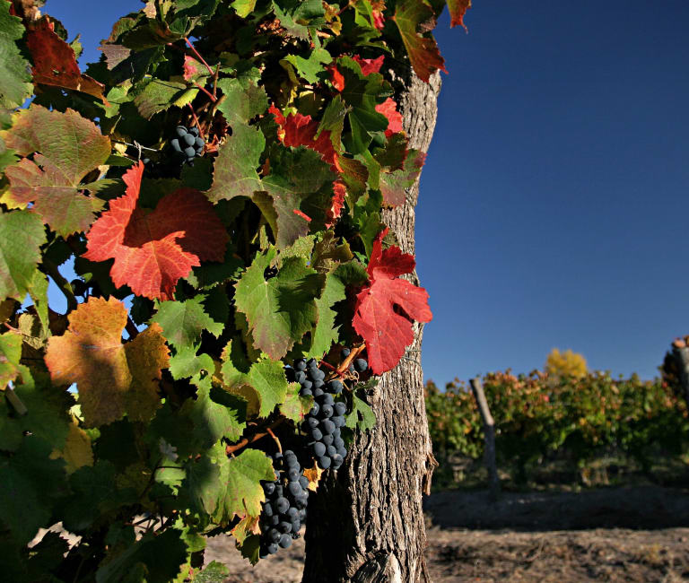 Argentiina - tummien Malbec-viinien koti