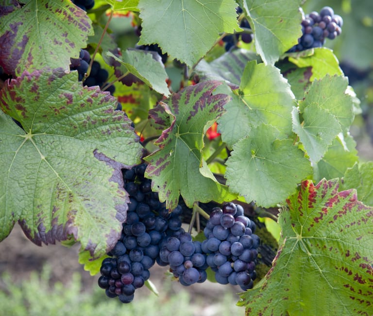 Pinot Noir - kameleonttimainen ruokaviini