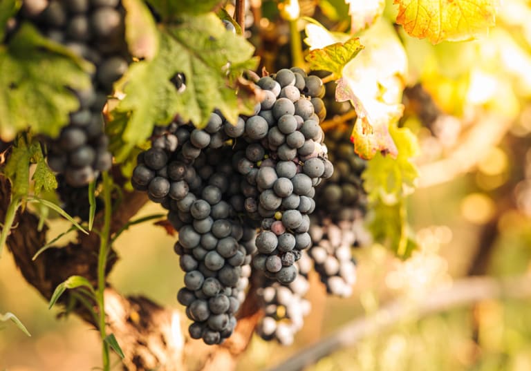 Zinfandel ger mjuka röda viner vi älskar. folk o folk