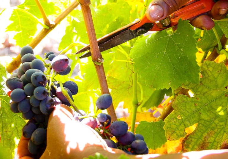 Lõuna Aafrika veinid