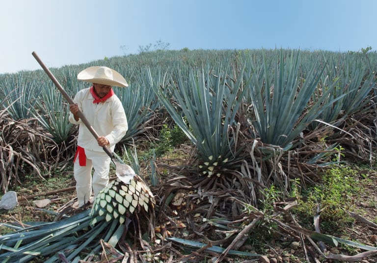 Mis jook on tekiila?