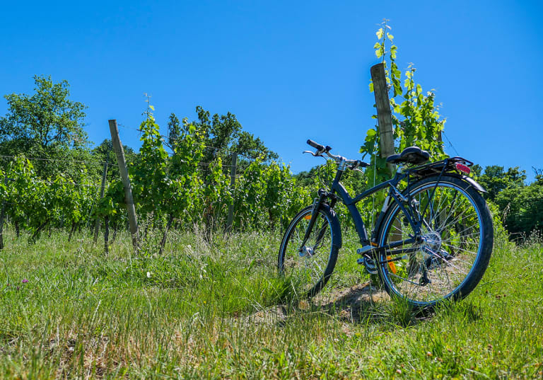 Cykel i vingård