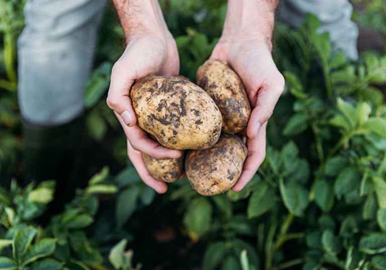 Nyskördad potatis