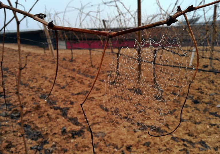 Vinranka med spindelnät i Ribera del Duero