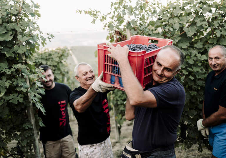 Vietti - skörd av druvan arneis