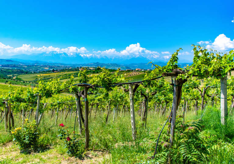 Pergola för vinodling i Abruzzo.