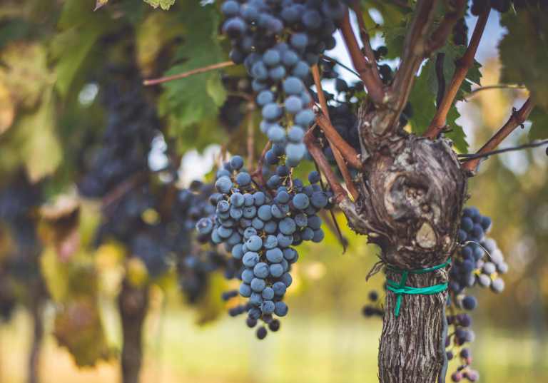 Druvklase med cabernet franc.