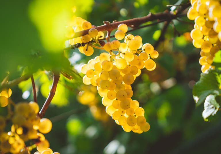 Chardonnay, quiz.
