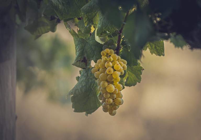 Chenin blanc - en mångsidig druva