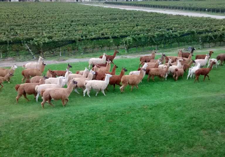 Alpackor vid Fincas Patagonica
