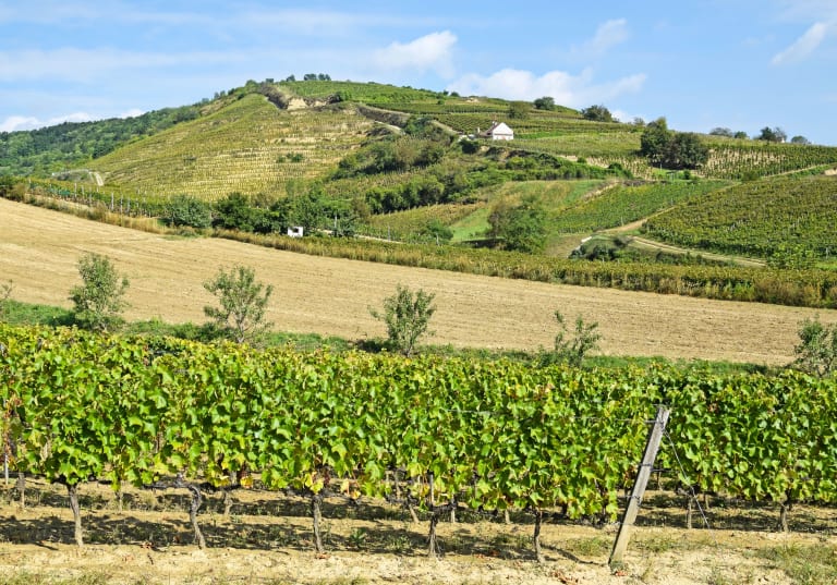 Vingård i Tokaj i Ungern