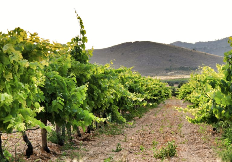 Jumilla, vinregion i Spanien.