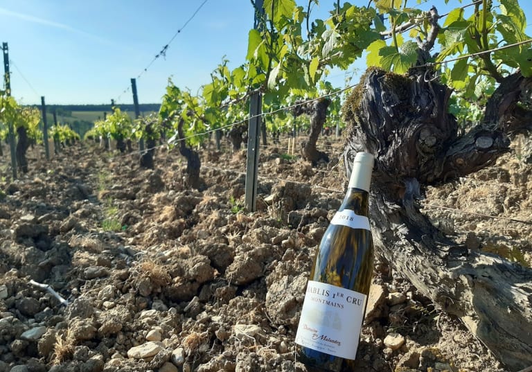 Chablis från Domaines del Malandes på vinåker.