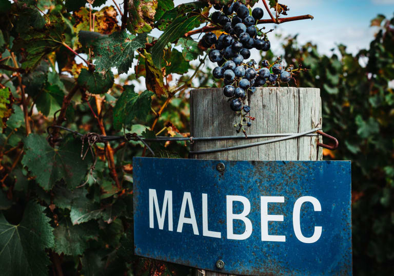 Malbec i Argentina.