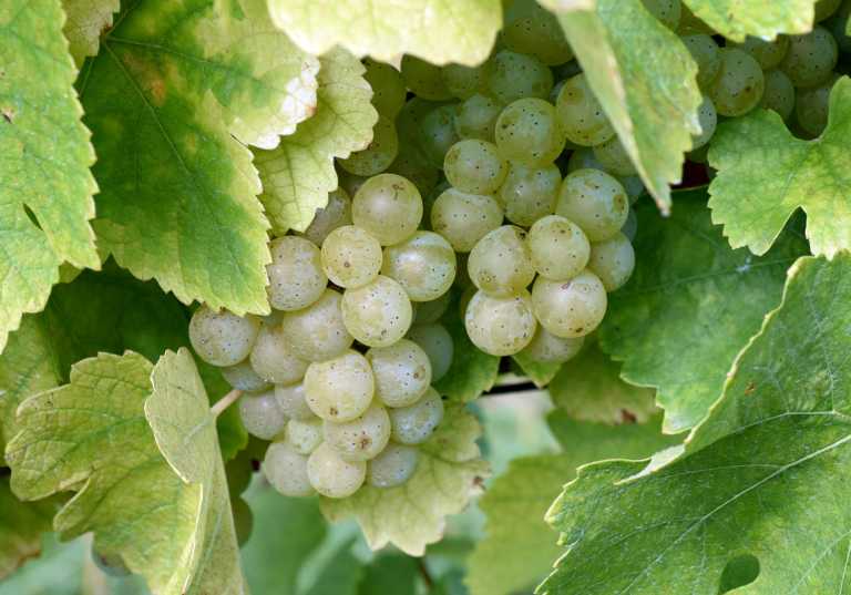 Druvklase av druvan Müller-Thurgau.