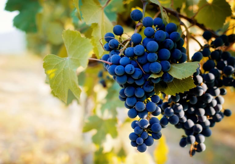 Nebbiolo i Piemonte.