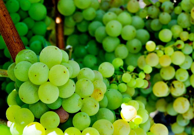 Parellada - gröna druvor som används i Cava.