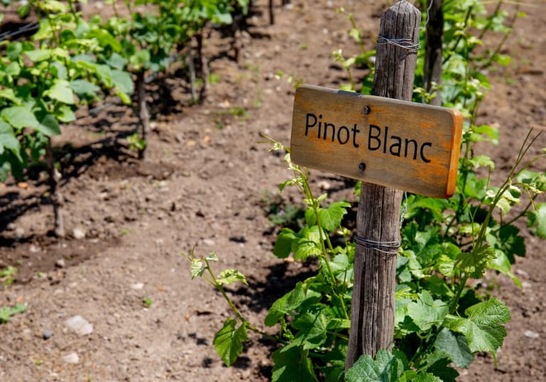 Pinot blanc, vinodling.