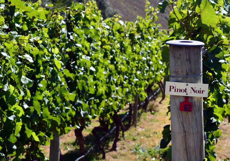 Pinot Noir - skylt på en vingård i Bourgogne, Frankrike.