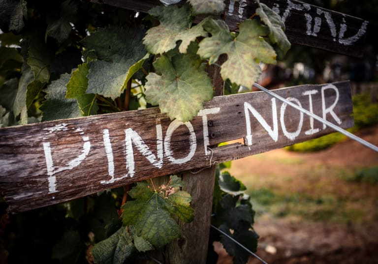 Vinmiddag med pinot noir.