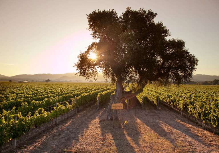 Poggio al Tesoro  i hjärtat av Bolgheri
