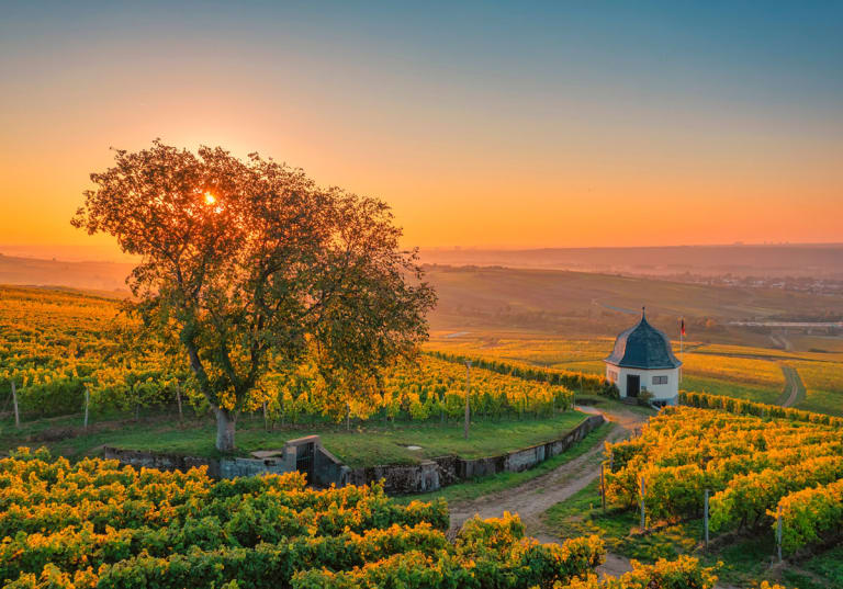 Vinregionen Rheingau.