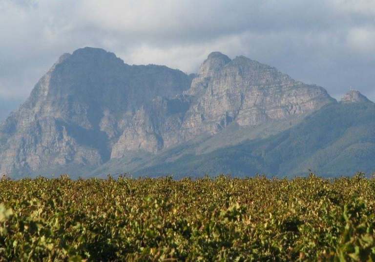 SAAM Mountain Vineyards
