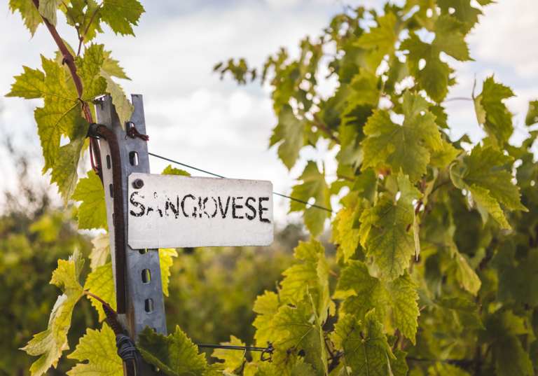 Sangiovese-skylt på vinodling.