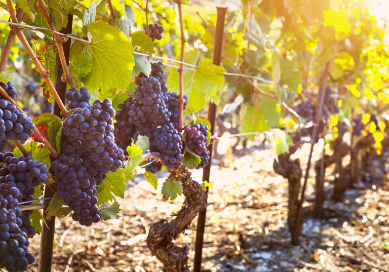Syrah, vindruvor på vingård