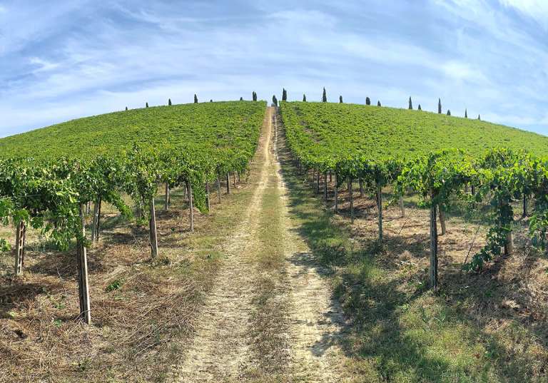 Vingård i Abruzzo hos Valle Reale