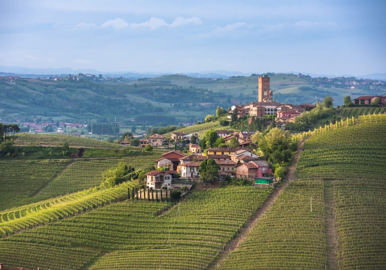 Vingård i Piemonte