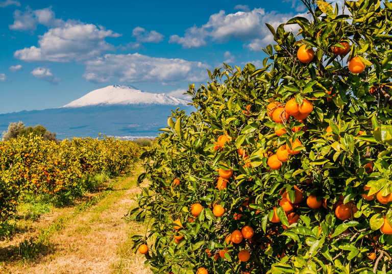 Sicilien med Etna och apelsinodling