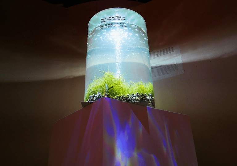 Ätbara alger på Framtidens mat & dryck på Spritmuseum