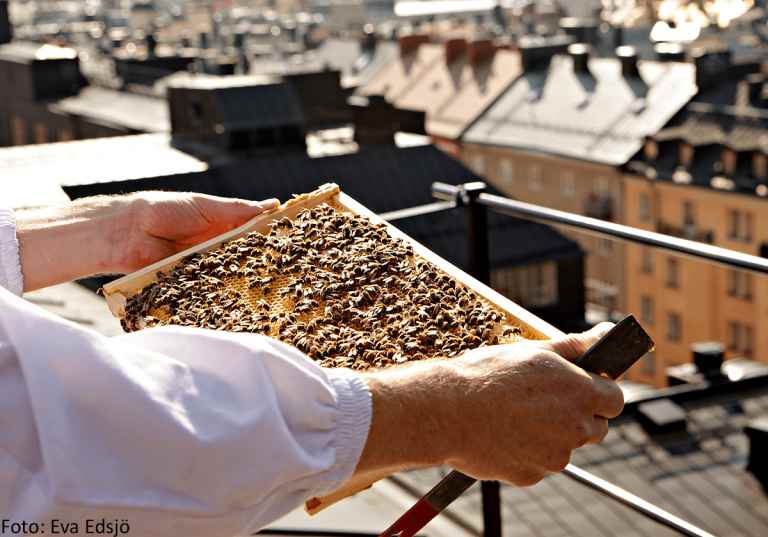 Biodling på taket hos Bee Urban