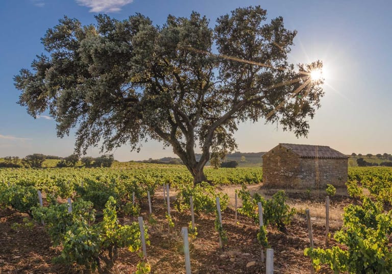 Vinodling i Châteauneuf-du-Pape