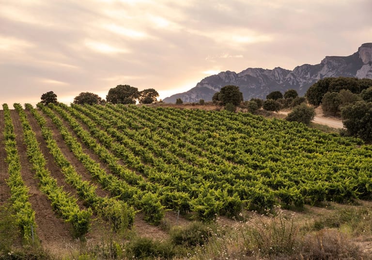 Faustinos vingård i Rioja