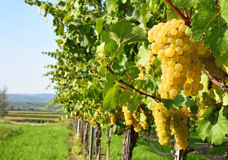 Grüner Veltliner