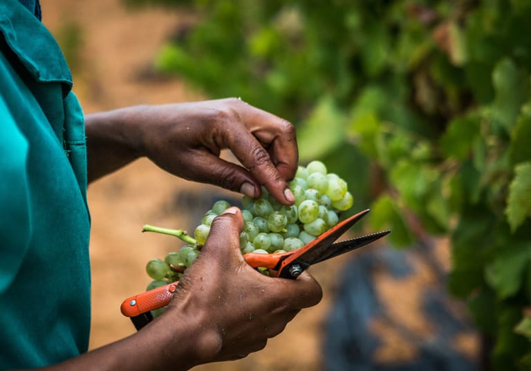 Skörd av Chenin Blanc hos Nederburg i Sydafrika