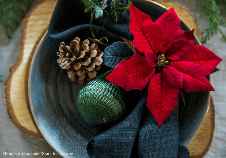 Julpynta med julstjärnor och andra blommor