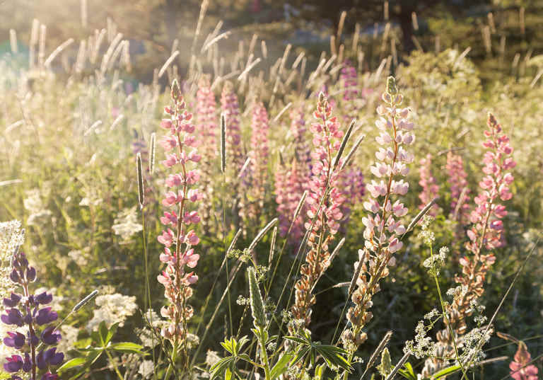 Lupiner på sommaräng - Naturens läkeväxter