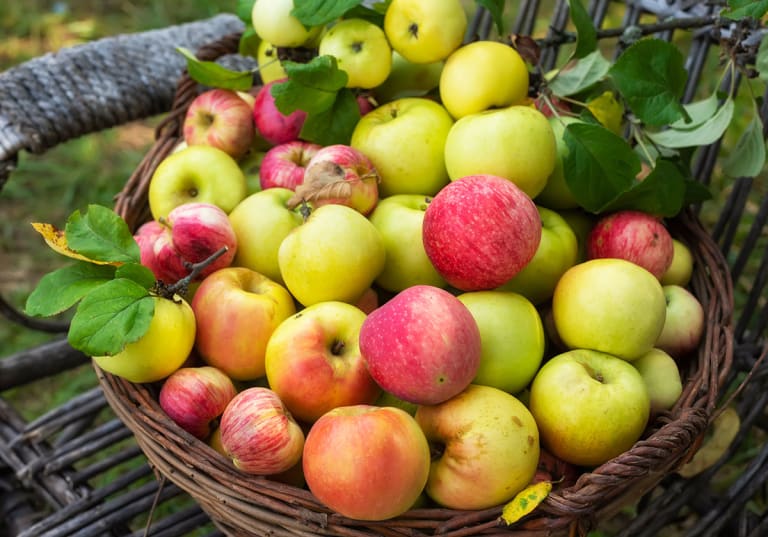Olika sorter av äpple